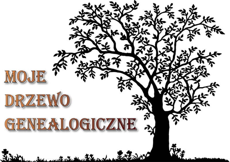 drzewo 800x566